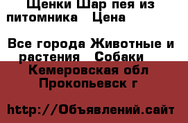 Щенки Шар пея из питомника › Цена ­ 25 000 - Все города Животные и растения » Собаки   . Кемеровская обл.,Прокопьевск г.